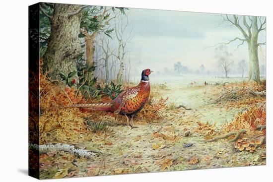 Cock Pheasant-Carl Donner-Stretched Canvas