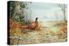 Cock Pheasant-Carl Donner-Stretched Canvas