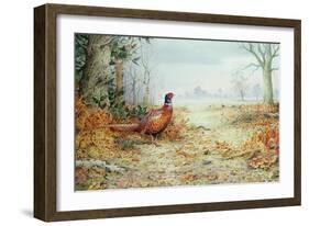 Cock Pheasant-Carl Donner-Framed Giclee Print