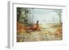 Cock Pheasant-Carl Donner-Framed Giclee Print