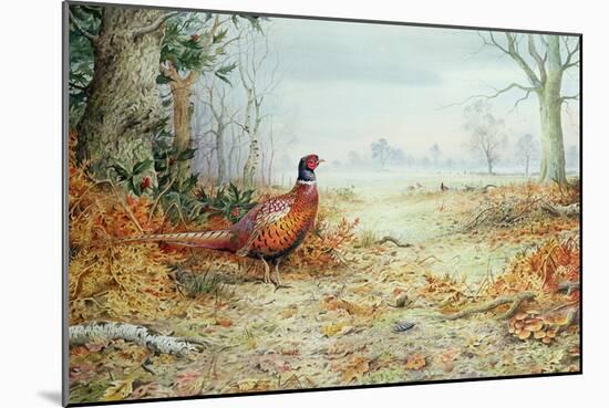 Cock Pheasant-Carl Donner-Mounted Giclee Print