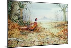 Cock Pheasant-Carl Donner-Mounted Giclee Print