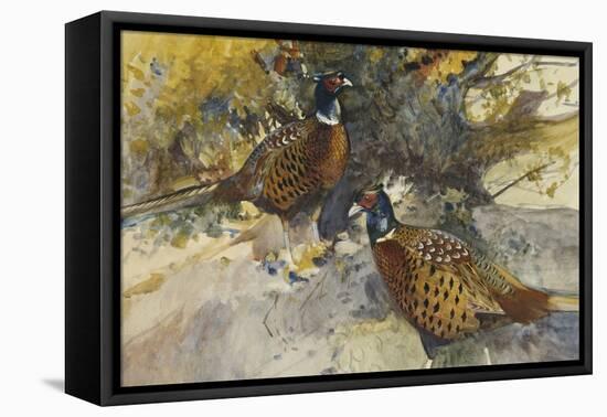 Cock Pheasants under a Beech Tree-Frank Southgate-Framed Stretched Canvas