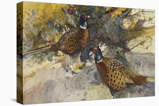 Cock Pheasants under a Beech Tree-Frank Southgate-Stretched Canvas