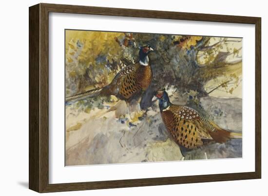 Cock Pheasants under a Beech Tree-Frank Southgate-Framed Giclee Print