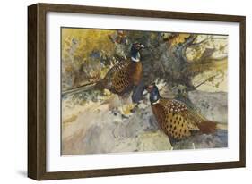 Cock Pheasants under a Beech Tree-Frank Southgate-Framed Giclee Print