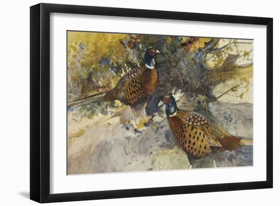 Cock Pheasants under a Beech Tree-Frank Southgate-Framed Giclee Print