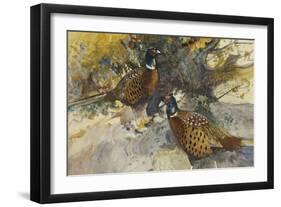 Cock Pheasants under a Beech Tree-Frank Southgate-Framed Giclee Print