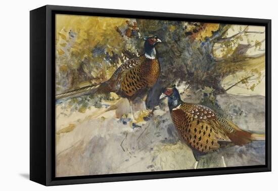 Cock Pheasants under a Beech Tree-Frank Southgate-Framed Stretched Canvas