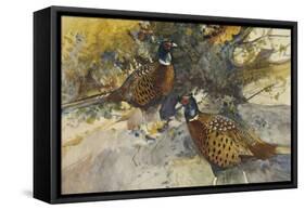 Cock Pheasants under a Beech Tree-Frank Southgate-Framed Stretched Canvas