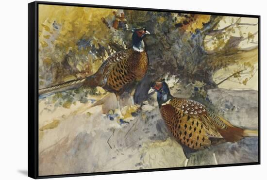 Cock Pheasants under a Beech Tree-Frank Southgate-Framed Stretched Canvas