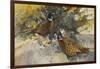 Cock Pheasants under a Beech Tree-Frank Southgate-Framed Giclee Print