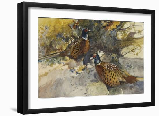 Cock Pheasants under a Beech Tree-Frank Southgate-Framed Giclee Print