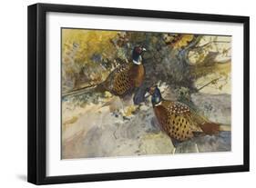 Cock Pheasants under a Beech Tree-Frank Southgate-Framed Giclee Print