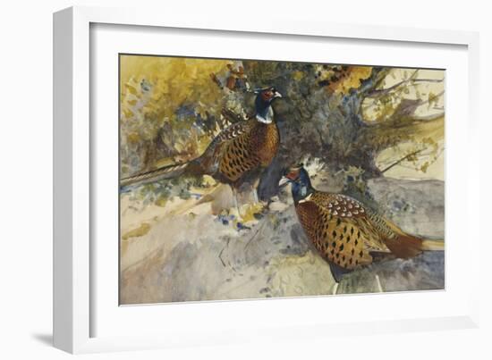 Cock Pheasants under a Beech Tree-Frank Southgate-Framed Giclee Print