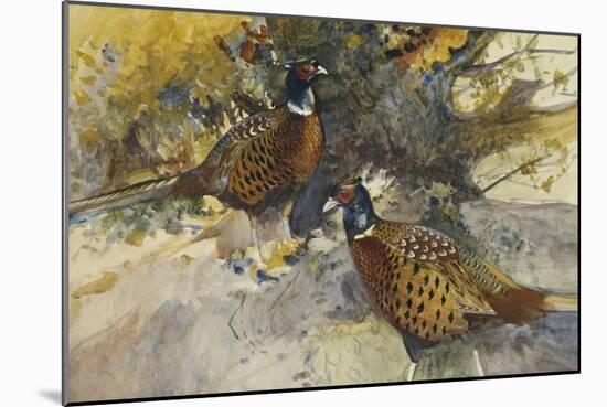 Cock Pheasants under a Beech Tree-Frank Southgate-Mounted Giclee Print