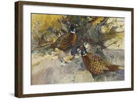 Cock Pheasants under a Beech Tree-Frank Southgate-Framed Giclee Print