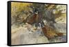 Cock Pheasants under a Beech Tree-Frank Southgate-Framed Stretched Canvas