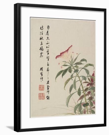 Cock'S-Comb from a Flower Album of Ten Leaves, 1656-Shengmo Xiang-Framed Giclee Print