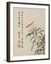 Cock'S-Comb from a Flower Album of Ten Leaves, 1656-Shengmo Xiang-Framed Giclee Print