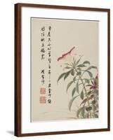 Cock'S-Comb from a Flower Album of Ten Leaves, 1656-Shengmo Xiang-Framed Giclee Print