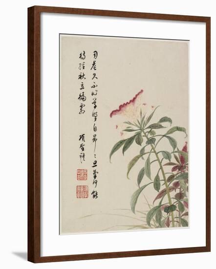 Cock'S-Comb from a Flower Album of Ten Leaves, 1656-Shengmo Xiang-Framed Giclee Print