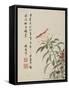 Cock'S-Comb from a Flower Album of Ten Leaves, 1656-Shengmo Xiang-Framed Stretched Canvas