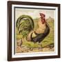 Cock-English School-Framed Giclee Print