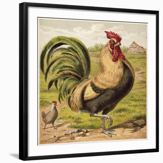 Cock-English School-Framed Giclee Print