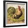 Cock-English School-Framed Giclee Print