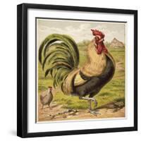 Cock-English School-Framed Giclee Print