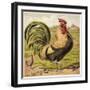 Cock-English School-Framed Giclee Print