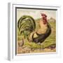 Cock-English School-Framed Giclee Print