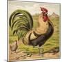 Cock-English School-Mounted Giclee Print