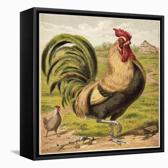 Cock-English School-Framed Stretched Canvas