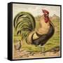 Cock-English School-Framed Stretched Canvas