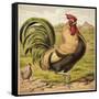 Cock-English School-Framed Stretched Canvas