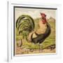 Cock-English School-Framed Giclee Print