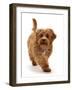Cockapoo puppy, aged 4 months, running-Mark Taylor-Framed Photographic Print