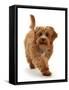 Cockapoo puppy, aged 4 months, running-Mark Taylor-Framed Stretched Canvas