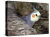 Cockatiel at Entrance to Nest in Hollow Tree-null-Stretched Canvas