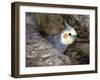 Cockatiel at Entrance to Nest in Hollow Tree-null-Framed Photographic Print