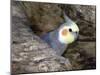 Cockatiel at Entrance to Nest in Hollow Tree-null-Mounted Photographic Print