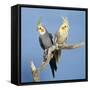 Cockatiel Birds, Two Perched on Branch-null-Framed Stretched Canvas