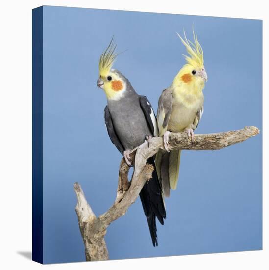 Cockatiel Birds, Two Perched on Branch-null-Stretched Canvas