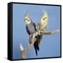 Cockatiel Birds, Two Perched on Branch-null-Framed Stretched Canvas