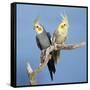 Cockatiel Birds, Two Perched on Branch-null-Framed Stretched Canvas