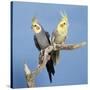 Cockatiel Birds, Two Perched on Branch-null-Stretched Canvas