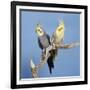 Cockatiel Birds, Two Perched on Branch-null-Framed Photographic Print