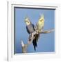 Cockatiel Birds, Two Perched on Branch-null-Framed Photographic Print